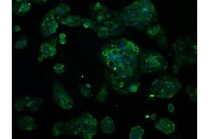 Immunofluorescent staining of HeLa cells using anti-RNF144B mouse monoclonal antibody (ABIN2453610). (RNF144B Antikörper  (AA 1-256))