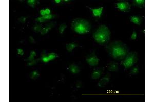 Immunofluorescence of monoclonal antibody to LFNG on HeLa cell. (LFNG Antikörper  (AA 1-250))