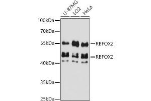 Western blot analysis of extracts of various cell lines, using RBFOX2 antibody (ABIN7270091) at 1:3000 dilution. (RBM9 Antikörper  (AA 1-110))
