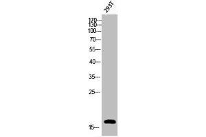 Western Blot analysis of 293T cells using Phospho-Histone H3 (S28) Polyclonal Antibody (HIST1H3A/HIST2H3A/H3F3A (pSer28) Antikörper)