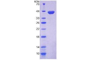 SDS-PAGE analysis of Mouse MOGS Protein. (GCS1 Protein)