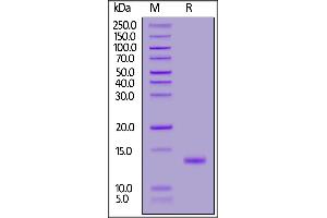 SDS-PAGE (SDS) image for Transforming Growth Factor, beta 1 (TGFB1) (AA 279-390) (Active) protein (ABIN6992332)