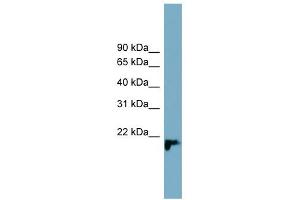 WB Suggested Anti-C1orf93 Antibody Titration: 0.