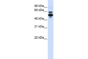 WB Suggested Anti-CYP3A43 Antibody Titration:  0. (CYP3A4 Antikörper  (C-Term))