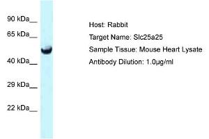 Host: Rabbit Target Name: Slc25a25 Sample Type: Mouse Heart lysates Antibody Dilution: 1. (SLC25A25 Antikörper  (C-Term))