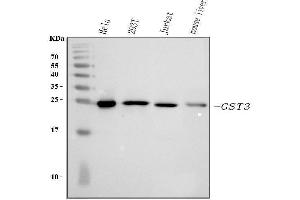 Western blot analysis of GST3/GST pi using anti-GST3/GST pi antibody (ABIN3042437). (GSTP1 Antikörper  (AA 2-210))