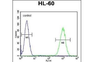 WDR93 Antibody (C-term) (ABIN655448 and ABIN2844978) flow cytometric analysis of HL-60 cells (right histogram) compared to a negative control cell (left histogram). (WDR93 Antikörper  (C-Term))