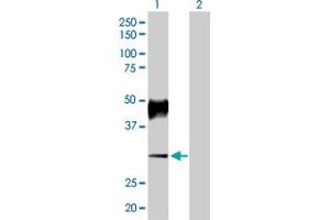 Western Blot analysis of ATP4B expression in transfected 293T cell line by ATP4B MaxPab polyclonal antibody. (ATP4b Antikörper  (AA 1-291))