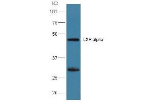 Western Blotting (WB) image for anti-Nuclear Receptor Subfamily 1, Group H, Member 3 (NR1H3) (AA 361-447) antibody (ABIN2177438)