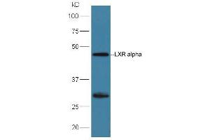 Huh7 lysates probed with Rabbit Anti-LXR alpha + LXR beta Polyclonal Antibody, Unconjugated (ABIN2177438) at 1:300 overnight at 4 °C. (NR1H3 Antikörper  (AA 361-447))