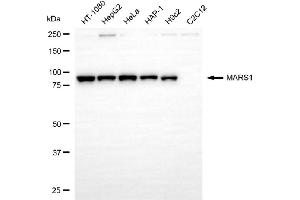 Western blotting analysis using MARS1 antibody (ABIN7799382). (Rekombinanter Methionine--tRNA Ligase, Cytoplasmic Antikörper)