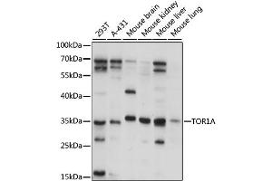 Western blot analysis of extracts of various cell lines, using TOR1A antibody (ABIN6293680) at 1:1000 dilution. (TOR1A Antikörper)
