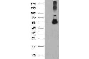 Western Blotting (WB) image for anti-Tubulin, alpha-Like 3 (TUBAL3) (AA 150-446) antibody (ABIN1490953) (TUBAL3 Antikörper  (AA 150-446))