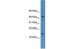 Image no. 1 for anti-Chromosome 19 Open Reading Frame 73 (C19ORF73) (AA 56-105) antibody (ABIN6746488) (C19ORF73 Antikörper  (AA 56-105))