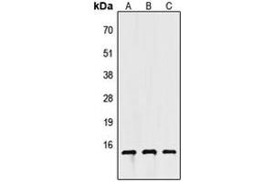 Western blot analysis of Apolipoprotein C4 expression in HEK293T (A), NS-1 (B), H9C2 (C) whole cell lysates. (APOC4 Antikörper  (C-Term))