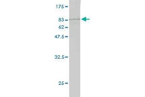 Western Blot detection against Immunogen (76.