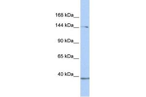 WB Suggested Anti-RB1CC1 Antibody Titration:  0. (FIP200 Antikörper  (C-Term))