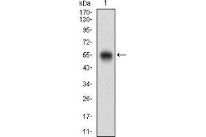 Western blot analysis using CD200 mAb against human CD200 (AA: Extra(56-257)) recombinant protein.