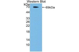 Western Blotting (WB) image for anti-Coagulation Factor II (Thrombin) Receptor-Like 3 (F2RL3) (AA 48-385) antibody (ABIN1869680) (F2RL3 Antikörper  (AA 48-385))