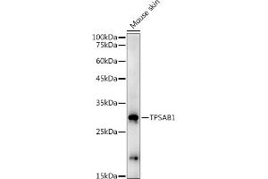 Western blot analysis of extracts of Mouse skin, using TPS antibody (ABIN3015852, ABIN3015853, ABIN1683115 and ABIN6219192) at 1:1000 dilution. (TPSAB1 Antikörper  (AA 19-210))