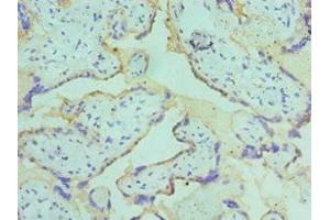 Immunohistochemistry of paraffin-embedded human placenta tissue using ABIN7149071 at dilution of 1:100 (AXUD1 Antikörper  (AA 1-200))