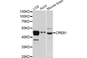 Western blot analysis of extracts of various cell lines, using CREB1 antibody. (CREB1 Antikörper)