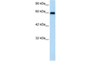 Western Blotting (WB) image for anti-Bestrophin 4 (BEST4) antibody (ABIN2461145)
