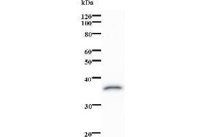 Western Blotting (WB) image for anti-Ovo-Like 1 (OVOL1) antibody (ABIN931221) (OVOL1 Antikörper)