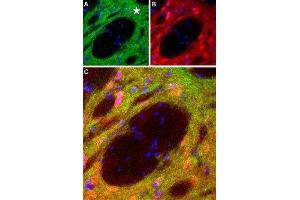 Expression of DRD1 in rat striatumImmunohistochemical staining of perfusion-fixed frozen brain sections with Anti-D1 Dopamine Receptor Antibody (ABIN7043105, ABIN7044227 and ABIN7044228), (1:100), (green). (Dopamine Receptor D1 (DRD1) Peptid)
