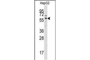 Western blot analysis of anti-GRK7 Antibody in HepG2 cell line lysates (35ug/lane) (GRK7 Antikörper  (C-Term))