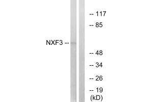 Western blot analysis of extracts from MCF-7 cells, using NXF3 antibody.