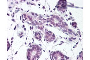Anti-HuR antibody IHC of human breast. (ELAVL1 Antikörper  (AA 1-13))