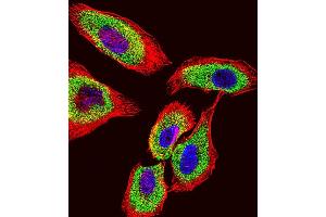 Immunofluorescence (IF) image for anti-Glutathione S-Transferase pi 1 (GSTP1) (AA 97-126) antibody (ABIN1881393)
