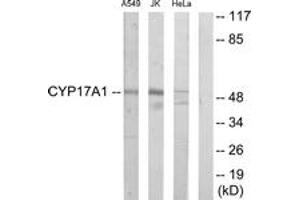 Western blot analysis of extracts from Jurkat/A549/HeLa cells, using Cytochrome P450 17A1 Antibody. (CYP17A1 Antikörper  (AA 221-270))