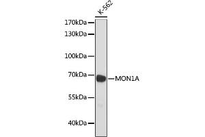 Western blot analysis of extracts of K-562 cells, using MON1A antibody (ABIN7268680) at 1:1000 dilution. (MON1A Antikörper)