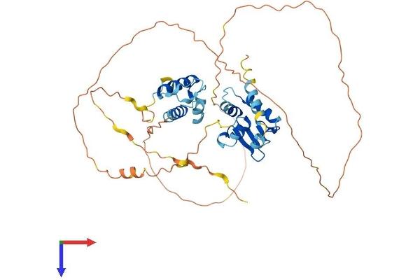 ETV6 Protein (AA 1-452) (His tag)