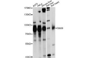 Western blot analysis of extracts of various cell lines, using SNX9 antibody (ABIN1874896) at 1:1000 dilution. (SNX9 Antikörper)