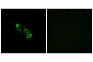 Immunofluorescence analysis of A549 cells, using OR10V1 antibody. (OR10V1 Antikörper  (Internal Region))