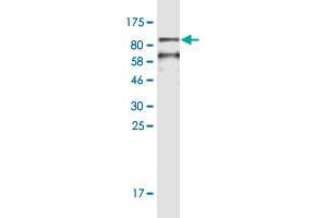 Western Blot detection against Immunogen (96. (HSPA2 Antikörper  (AA 1-639))