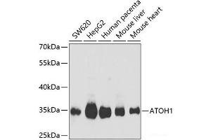Western blot analysis of extracts of various cell lines using ATOH1 Polyclonal Antibody at dilution of 1:1000. (ATOH1 Antikörper)