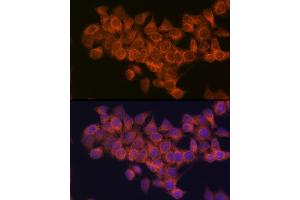 Immunofluorescence analysis of HeLa cells using NDUF Rabbit mAb (ABIN1681278, ABIN3018403, ABIN3018404 and ABIN7101607) at dilution of 1:100 (40x lens).