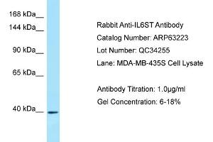 Western Blotting (WB) image for anti-Interleukin 6 Signal Transducer (Gp130, Oncostatin M Receptor) (IL6ST) (Middle Region) antibody (ABIN2789417)