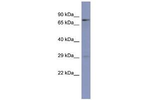 WB Suggested Anti-PURB Antibody Titration:  0. (PURB Antikörper  (N-Term))