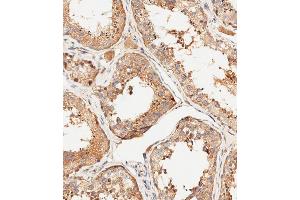 Immunohistochemical analysis of paraffin-embedded human testis tissue using (ABIN6244054 and ABIN6578895) performed on the Leica® BOND RXm. (MUT Antikörper  (AA 32-66))