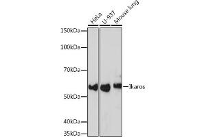 Western blot analysis of extracts of various cell lines, using Ikaros Rabbit mAb (ABIN7267841) at 1:1000 dilution. (IKZF1 Antikörper)