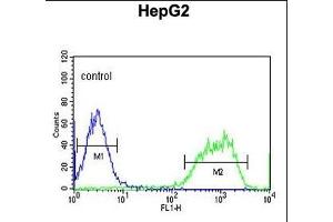 PX Antibody (Center) (ABIN653829 and ABIN2843096) flow cytometric analysis of HepG2 cells (right histogram) compared to a negative control cell (left histogram). (PXMP2 Antikörper  (AA 40-68))