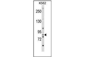 Western blot analysis of EXT1 Antibody (Center) in K562 cell line lysates (35ug/lane).