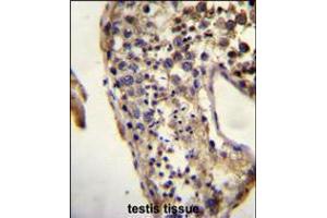 ECAT1 Antibody immunohistochemistry analysis in formalin fixed and paraffin embedded human testis tissue followed by peroxidase conjugation of the secondary antibody and DAB staining.