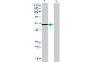 Western Blot analysis of IRF4 expression in transfected 293T cell line by IRF4 monoclonal antibody (M05), clone 2D1.