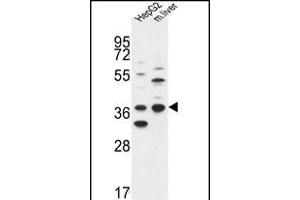 DHRS3 Antibody (Center) (ABIN653135 and ABIN2842711) western blot analysis in HepG2 cell line and mouse liver tissue lysates (35 μg/lane). (DHRS3 Antikörper  (AA 85-113))